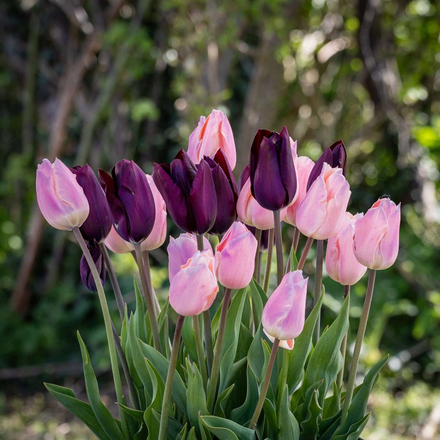 Tulipanblanding 'Blush & Noir'